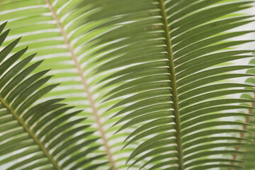 Tropical plant close-up