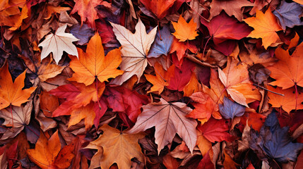 Naklejka na ściany i meble Beautiful autumn fall landscape, backgrounds, desktops, wallpaper etc