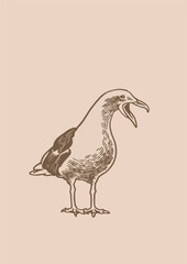 Vector vintage illustration of sea-gull ,graphical drawing of bird