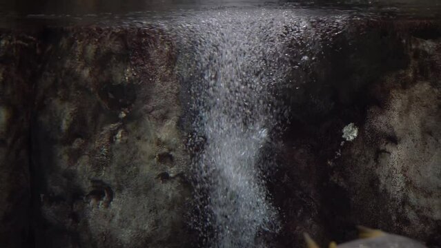 Mesmerizing underwater geyser in an aquarium that 