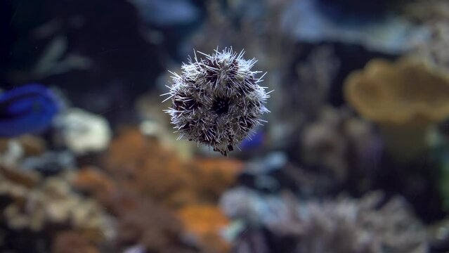 Sea urchin stuck to the glass in the aquarium.
