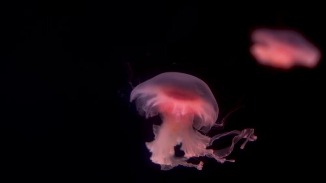 Small pink jellyfish swim slowly. 