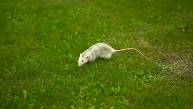 A white rat runs across the grass. A domestic rat 