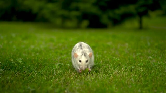 A white rat sits on the grass and eats. Domestic