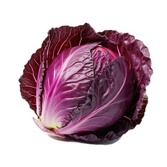 Obraz premium red cabbage on white background.