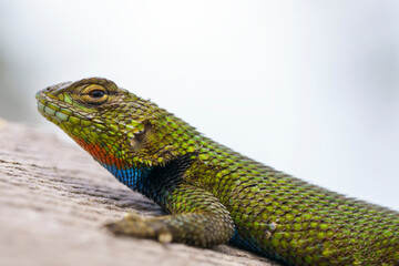 Guatemalan emerald spiny lizard (Sceloporus taeniocnemis) in the wild