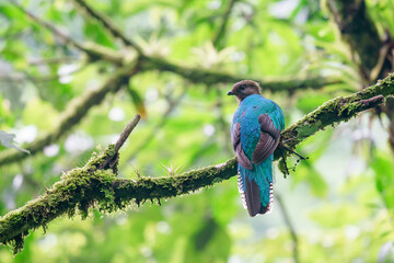 Resplendent quetzal (Pharomachrus mocinno) in the wild