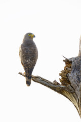 Roadside hawk (Rupornis magnirostris) in the wild