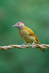 Golden olive woodpecker (Colaptes rubiginosus) in the wild