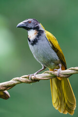 Black-headed saltator (Saltator atriceps) in the wild