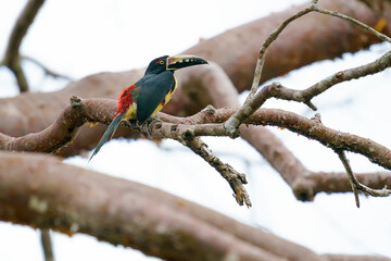 Collared Aracari (Pteroglossus torquatus) in the wild