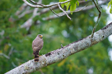 Roadside hawk (Rupornis magnirostris) in the wild