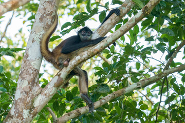 Geoffroy's spider monkey (Ateles geoffroyi)