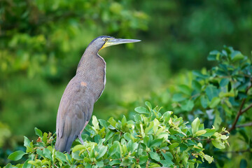 Bare-throated tiger heron (Tigrisoma mexicanum)