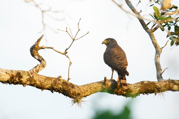 Roadside hawk (Rupornis magnirostris) in the wild