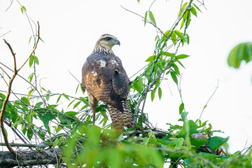 Eagle in Laguna del Tigre (Guatemala)