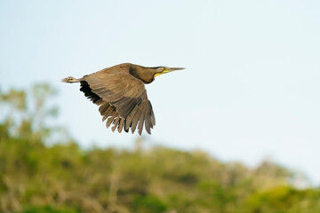 Bare-throated tiger heron (Tigrisoma mexicanum)