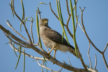 Roadside hawk (Rupornis magnirostris) in the wild