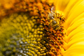 Biene auf Sonnenblume