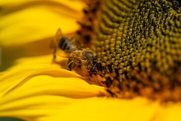 Biene auf Sonnenblume