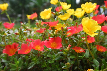 Obraz premium flowers, nine o'clock, yellow, red, nine o'clock flowers yellow and red