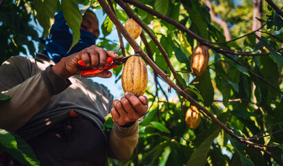 Harvest the agricultural cocoa business produces. Low-angle view of .Cocoa farmers use pruning...