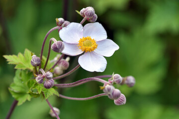 Pink flower of Chinese anemone / Anemone hupehensis in the garden