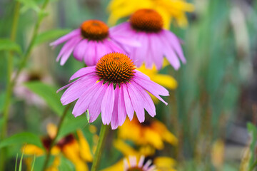 Echinacea flowers (Echinacea purpurea) in the garden
