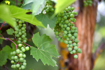 Green young wine grapes in the vineyard. Beginning of summer close up grapes growing on vines in a vineyard