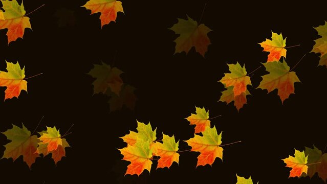 Yellow autumn leaves slowly swirling fall on a dark background, video intro, computer render clip for editing