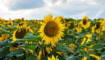 Sunflowers grow in the field. Large yellow flowers