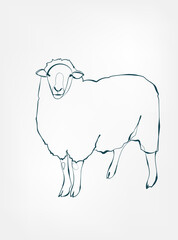 sheep vector line art animal wild life single one line hand drawn illustration isolated