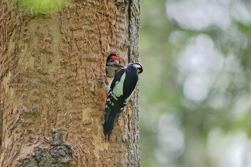 Bundspecht,bird, specht, natur, wild lebende tiere, tier, baum
