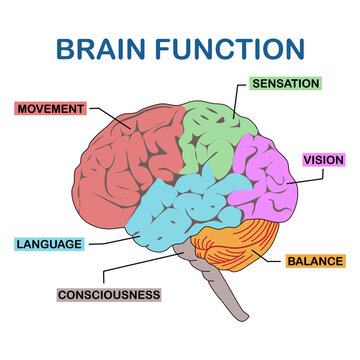 The brain is a complex organ that controls thought, memory, emotion, touch, motor skills, vision, breathing, temperature, hunger and every process that regulates our body.