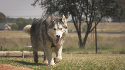 Majestic Husky on a Sunny Day