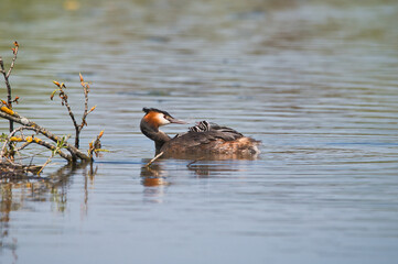 Haubentaucher, bird, natur, wild lebende tiere, wild, tier, wasser, see, schnabel, teich, green, flügel, 
