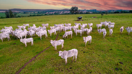 Nelore cattle on a farm in Brazil. Aerial view of oxen and cows - obrazy, fototapety, plakaty