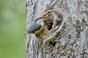 Kleiber, bird, natur, wild lebende tiere, gelb, baum, tier
