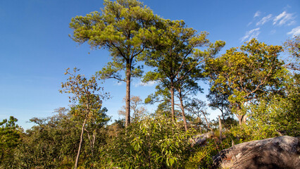 Pha Chana Dai, Ubon Ratchathani