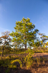 Pha Chana Dai, Ubon Ratchathani