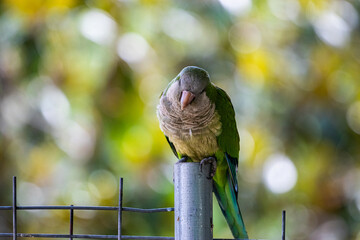 A close up of a green bird on a fence waiting for food from humans on a blurred background