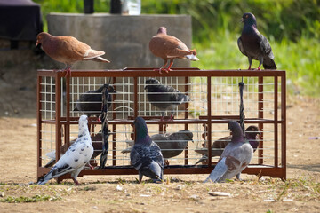 pet pigeons