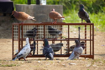 Fototapeta premium pet pigeons