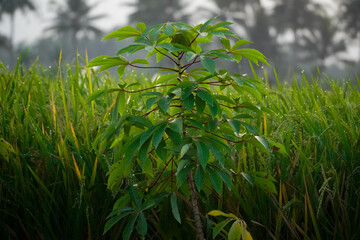 a cassava tree at the edge of a rice field