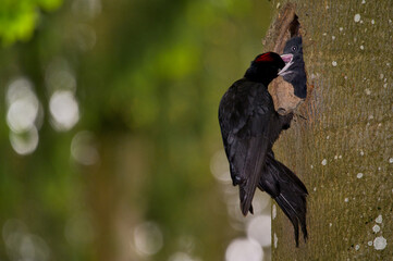 Schwarzspecht, bird, tier, wild lebende tiere, natur, black