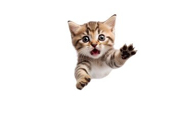 Obraz premium cat is playing / hunting, isolated on white/ transparent background