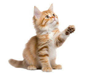 cat is playing / hunting, isolated on white/ transparent background