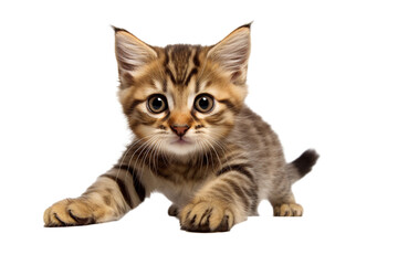 cat is playing / hunting, isolated on white/ transparent background