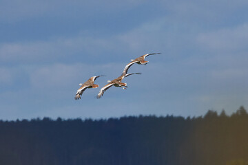Großtrappen (Otis tarda) im Flug und auf einer Wiese