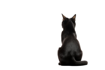 cat sitting, view from back, isolated/ transparent on white background